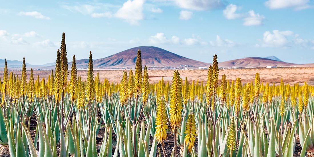 An Aloe Vera plantation in Fuerteventura
